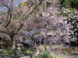 平野神社2